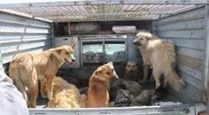 20میلیون هزینه روزانه برای جمع آوری سگ های تهران
