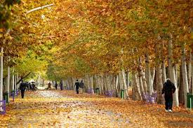 شمیران در قاب پاییز ایجاد فرش برگ های پاییزی در شمال تهران