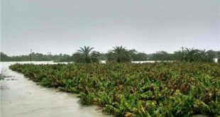 خسارت 613 میلیارد تومانی سیلاب به بخش کشاورزی سیستان و بلوچستانتولید