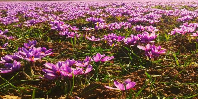 «گردشگری زعفران»؛ شاخه جدید گردشگری کشاورزی