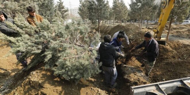 شکایت یک شهروند جواب داد؛ کوچ اجباری ۱۰۶ درخت از یک پارک در جنت آباد