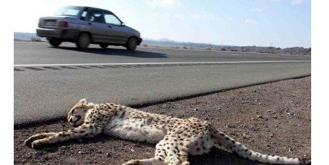 برنامه جامع وزارت راه و سازمان محیط زیست برای جلوگیری از تلفات جاده‌ای یوزپلنگ