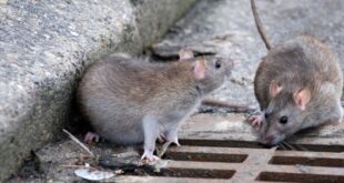 نقشه زندگی موش ها در تهران آماده شد | این سه خیابان بیشترین موش را دارند