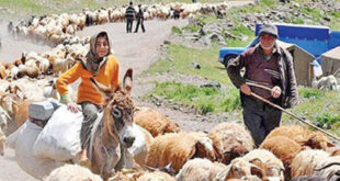 کوچ عشایر پایتخت به سمت مناطق گرمسیری آغاز شد