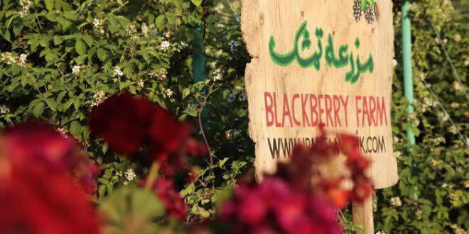 اساس فعالیت مزارع گردشگری بر خلاقیت و نوآوری در عرصه کشاورزی است/ فعالیت ۳۰ درصد مزارع گردشگری مجوزدار کشور در استان گلستان