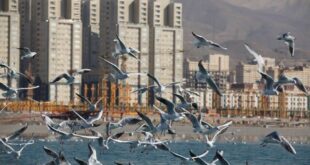 مهاجرت دسته جمعی کاکایی ها به تهران | مردم به پرنده های مهاجر غذا ندهند