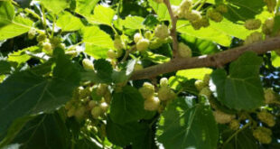 دردسرهای مهمانان سفید و سیاه شهر