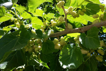 دردسرهای مهمانان سفید و سیاه شهر