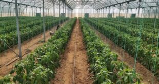 کشت گلخانه‌ای، ناجی کشاورزی ایران در عصر تغییرات اقلیمی