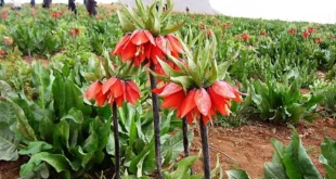 لاله واژگون کردستان، در معرض آسیب جدی