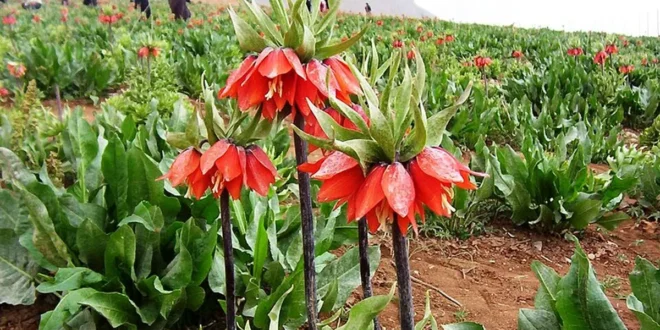 لاله واژگون کردستان، در معرض آسیب جدی